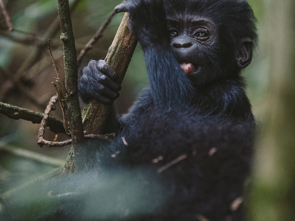 Kenya and Uganda Safari by Private Air
